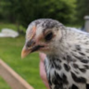 Meet your Posher, Luke